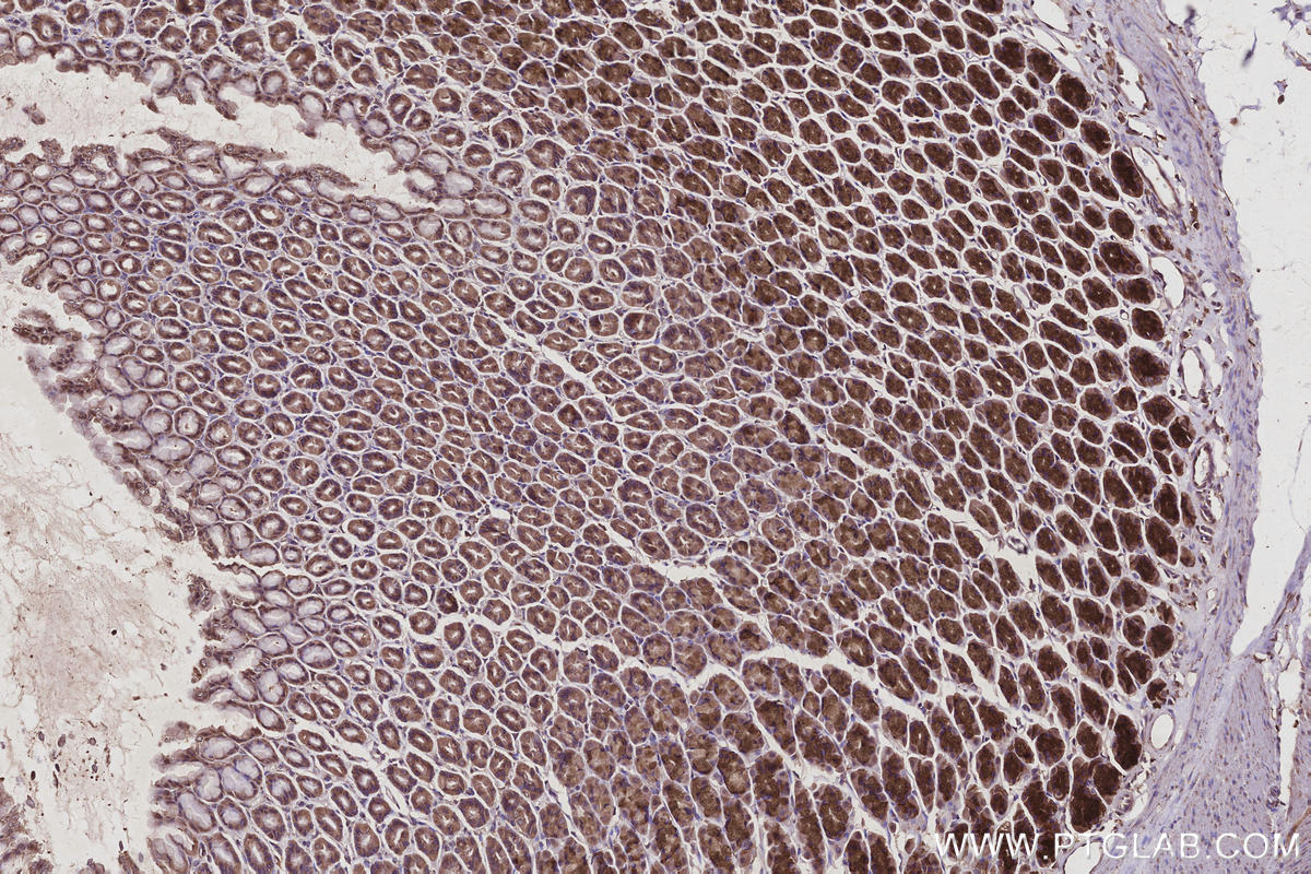 Immunohistochemical analysis of paraffin-embedded rat stomach tissue slide using KHC2956 (TBC1D23 IHC Kit).
