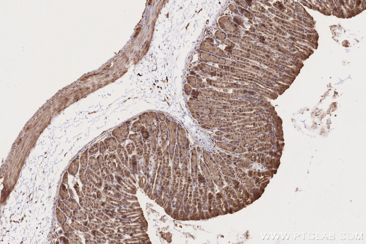 Immunohistochemical analysis of paraffin-embedded mouse stomach tissue slide using KHC2748 (TBC1D5 IHC Kit).
