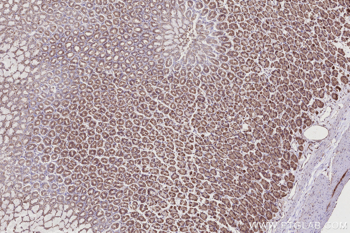 Immunohistochemical analysis of paraffin-embedded rat stomach tissue slide using KHC2748 (TBC1D5 IHC Kit).