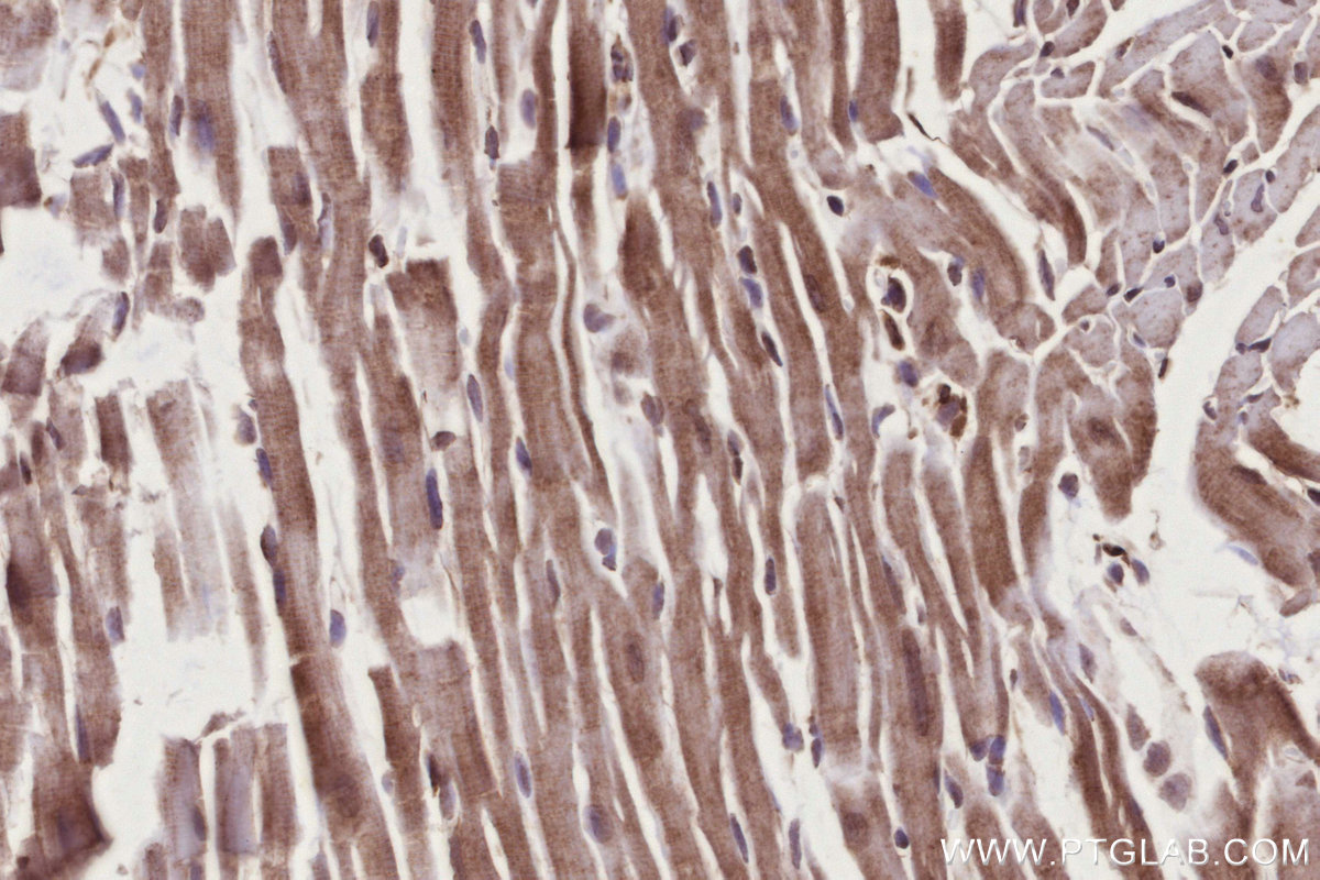 Immunohistochemical analysis of paraffin-embedded mouse heart tissue slide using KHC2774 (TBRG4 IHC Kit).