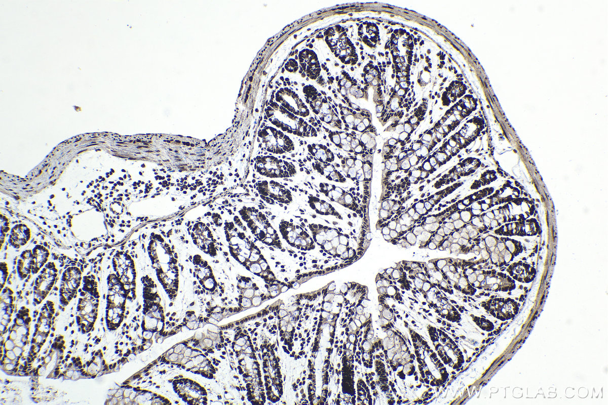 Immunohistochemical analysis of paraffin-embedded mouse colon tissue slide using KHC1559 (TCEA1 IHC Kit).