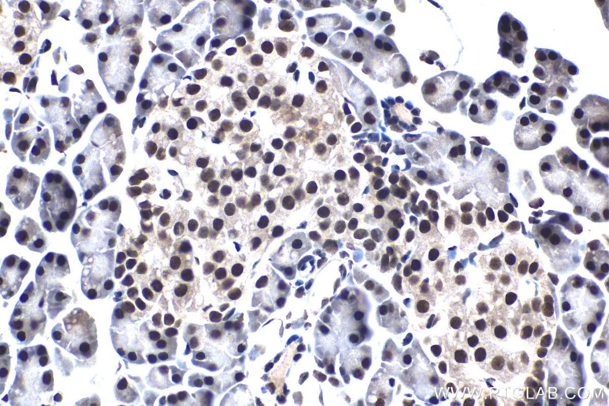 Immunohistochemical analysis of paraffin-embedded rat pancreas tissue slide using KHC1559 (TCEA1 IHC Kit).