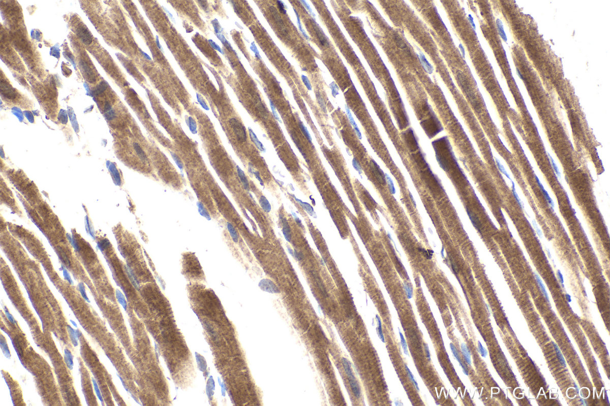 Immunohistochemical analysis of paraffin-embedded rat heart tissue slide using KHC1869 (TESC IHC Kit).