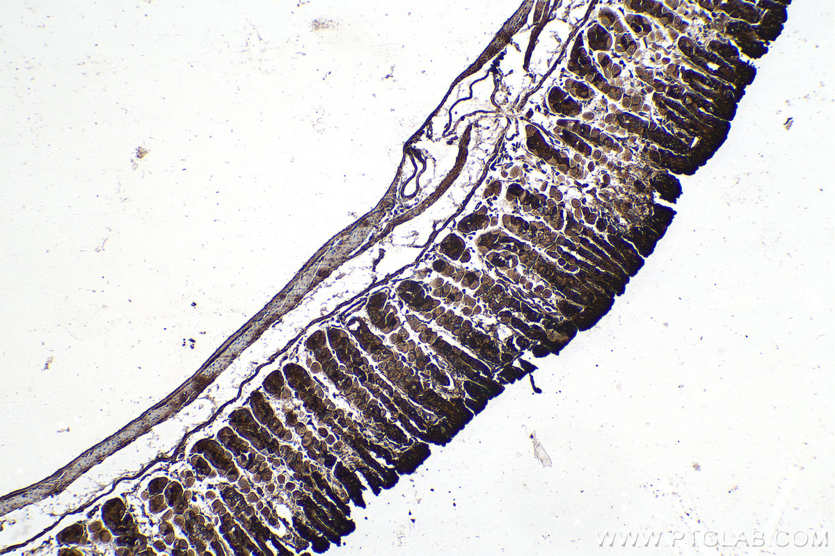 Immunohistochemical analysis of paraffin-embedded mouse stomach tissue slide using KHC0141 (Trefoil factor 1 IHC Kit).