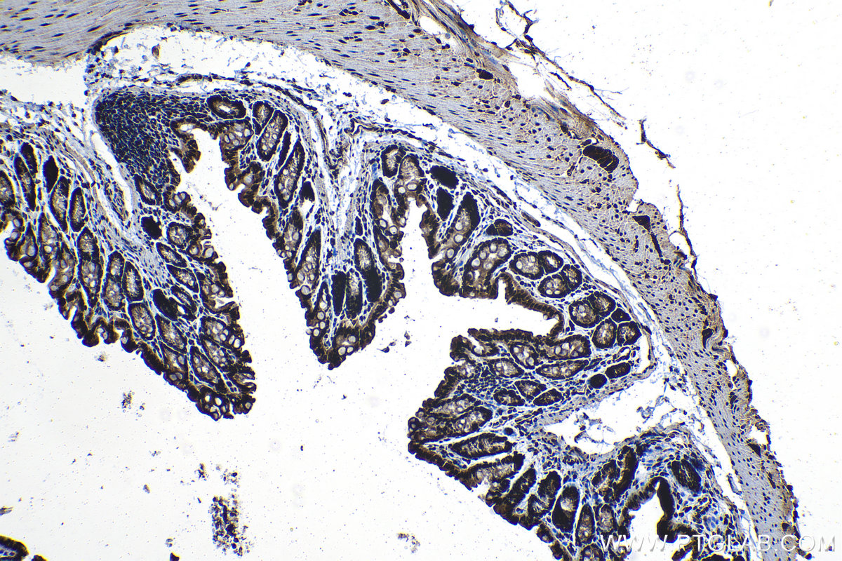 Immunohistochemical analysis of paraffin-embedded mouse colon tissue slide using KHC1300 (THOC1 IHC Kit).