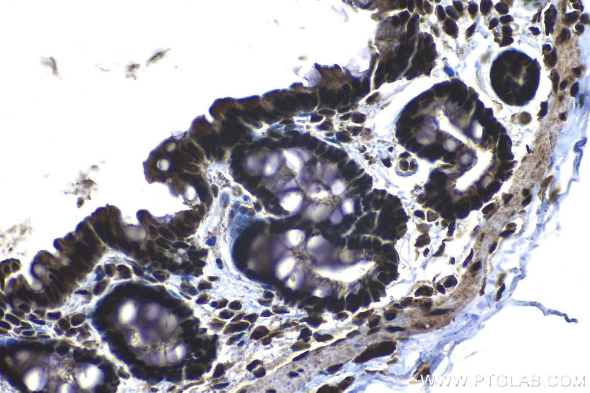 Immunohistochemical analysis of paraffin-embedded rat colon tissue slide using KHC1300 (THOC1 IHC Kit).