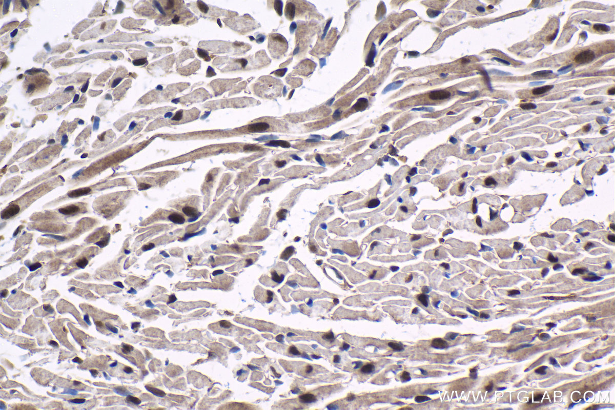 Immunohistochemical analysis of paraffin-embedded mouse heart tissue slide using KHC1523 (THRA IHC Kit).