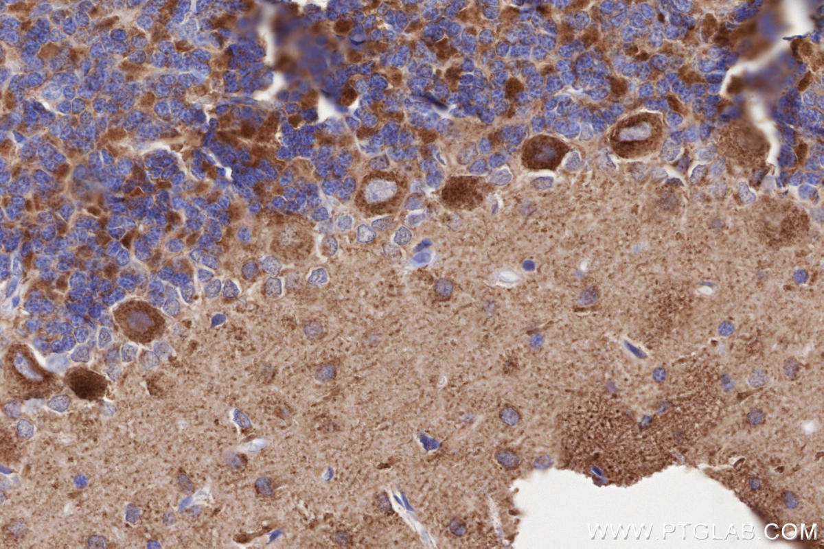 Immunohistochemical analysis of paraffin-embedded rat cerebellum tissue slide using KHC3238 (TIMM10 IHC Kit).