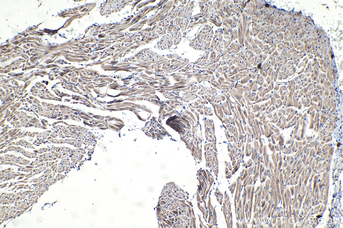 Immunohistochemical analysis of paraffin-embedded rat heart tissue slide using KHC1185 (TIMM17A IHC Kit).