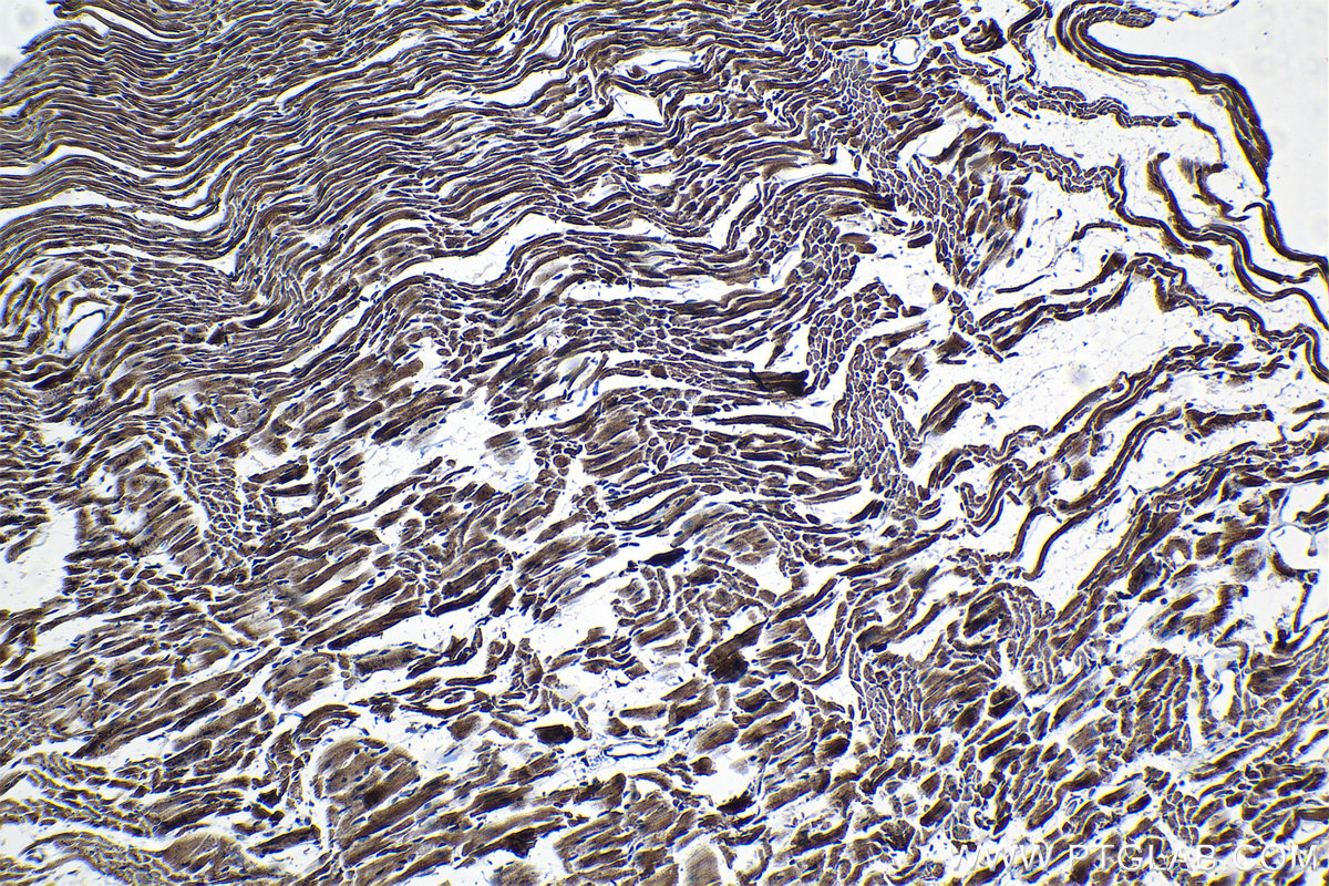 Immunohistochemical analysis of paraffin-embedded mouse heart tissue slide using KHC1304 (TIMM9 IHC Kit).