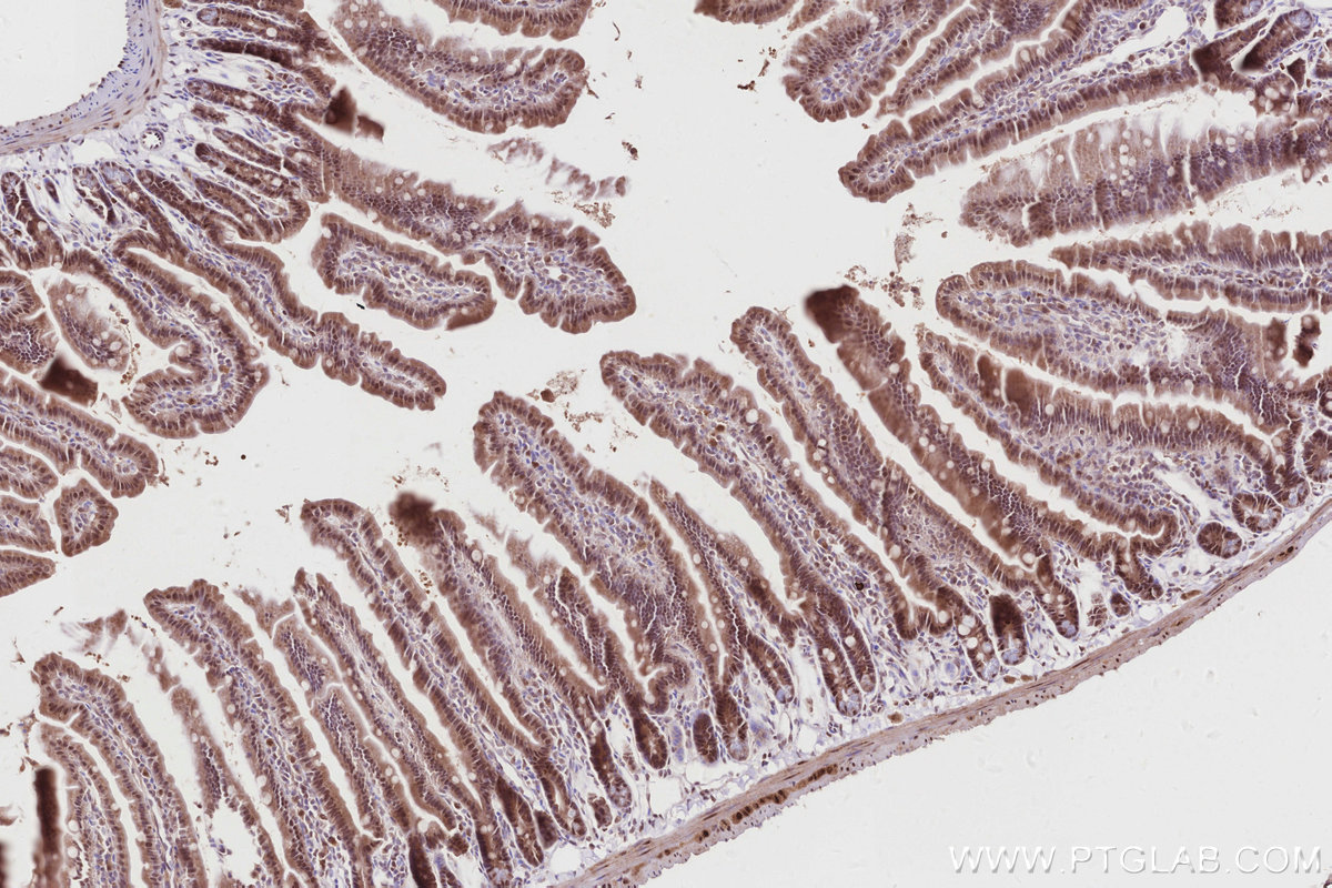 Immunohistochemical analysis of paraffin-embedded mouse small intestine tissue slide using KHC2875 (TIPIN IHC Kit).