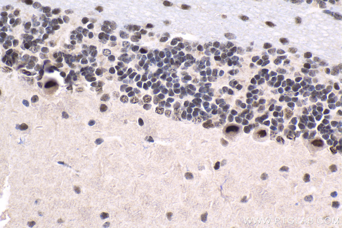 Immunohistochemical analysis of paraffin-embedded mouse cerebellum tissue slide using KHC1673 (TLE3 IHC Kit).
