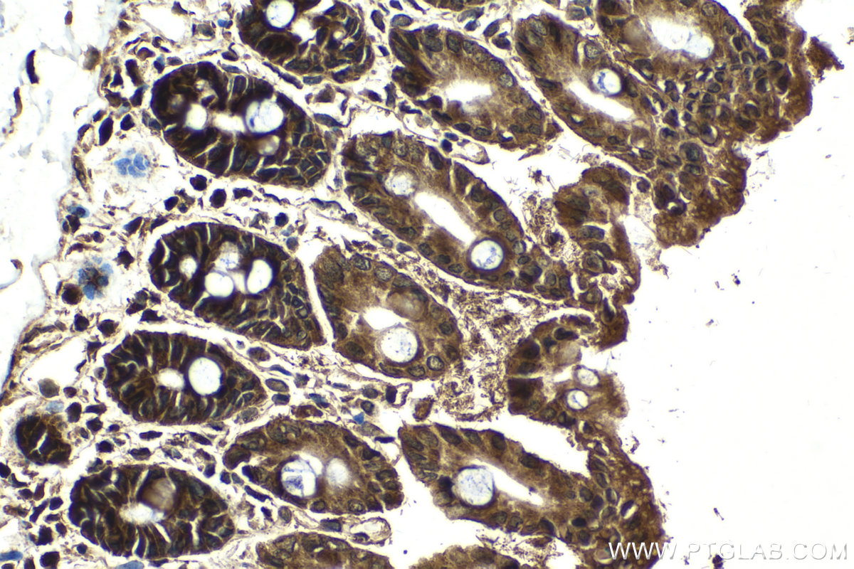 Immunohistochemical analysis of paraffin-embedded mouse intestine tissue slide using KHC2109 (TMEM127 IHC Kit).
