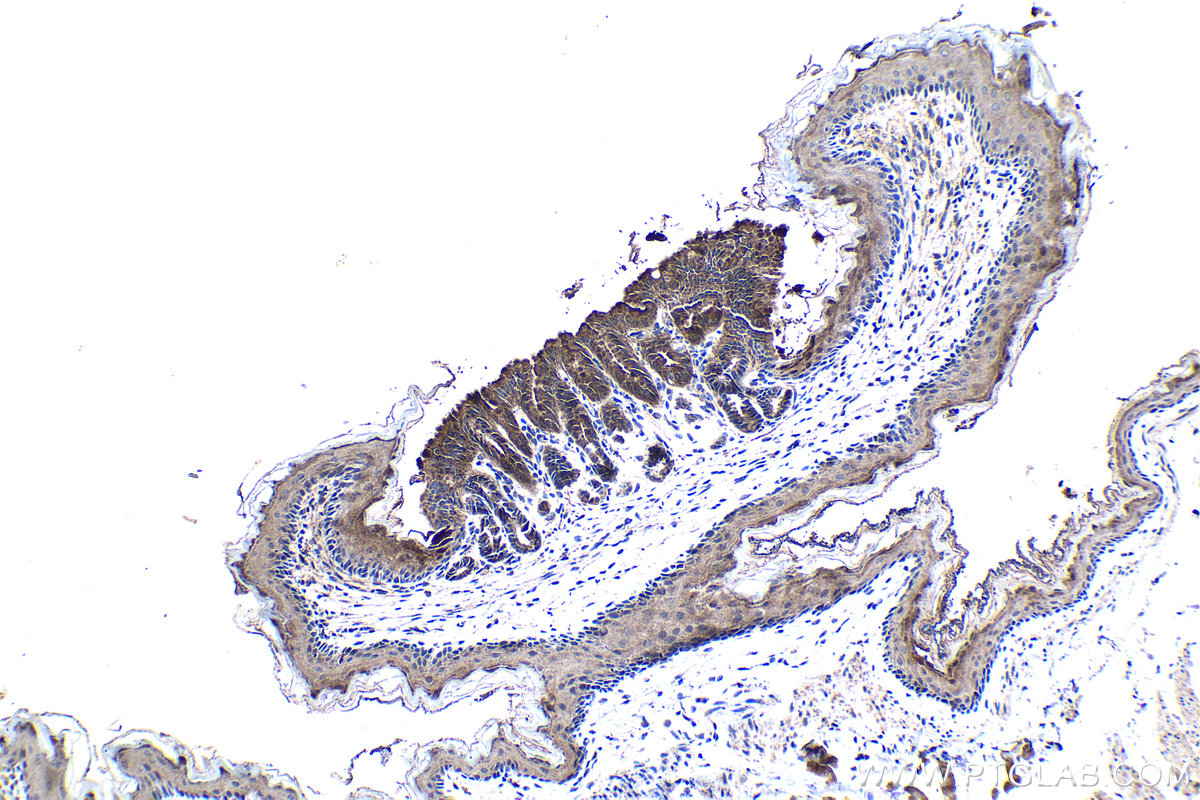 Immunohistochemical analysis of paraffin-embedded mouse stomach tissue slide using KHC1252 (TMEM181 IHC Kit).