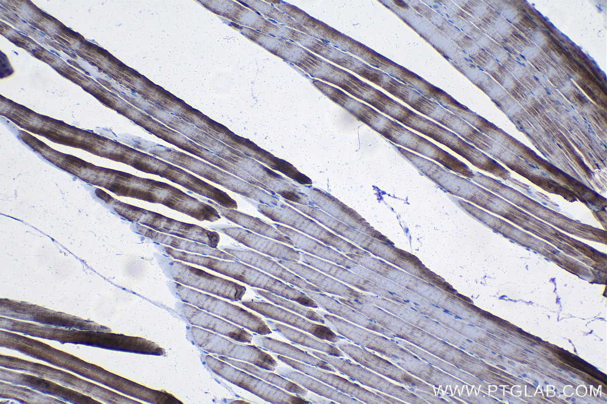 Immunohistochemical analysis of paraffin-embedded rat skeletal muscle tissue slide using KHC1289 (TMEM38A IHC Kit).