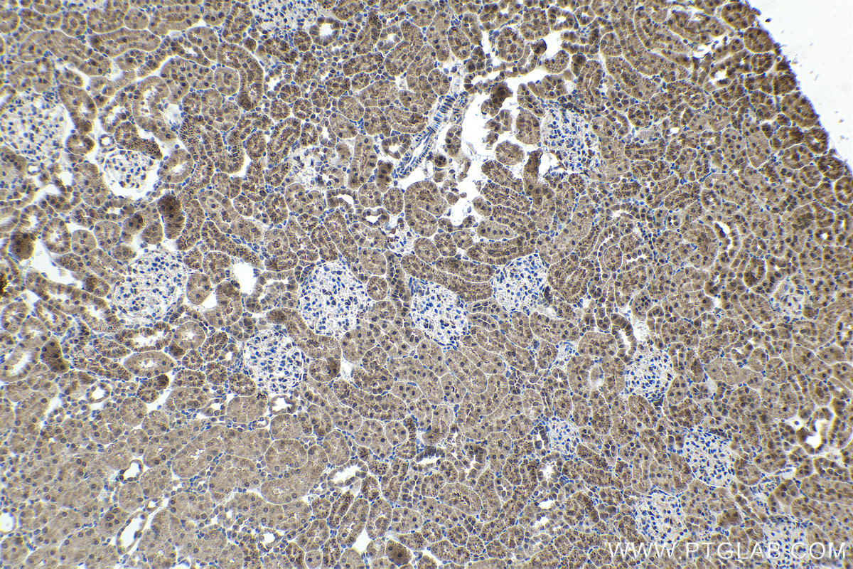 Immunohistochemical analysis of paraffin-embedded rat kidney tissue slide using KHC1655 (TMF1 IHC Kit).