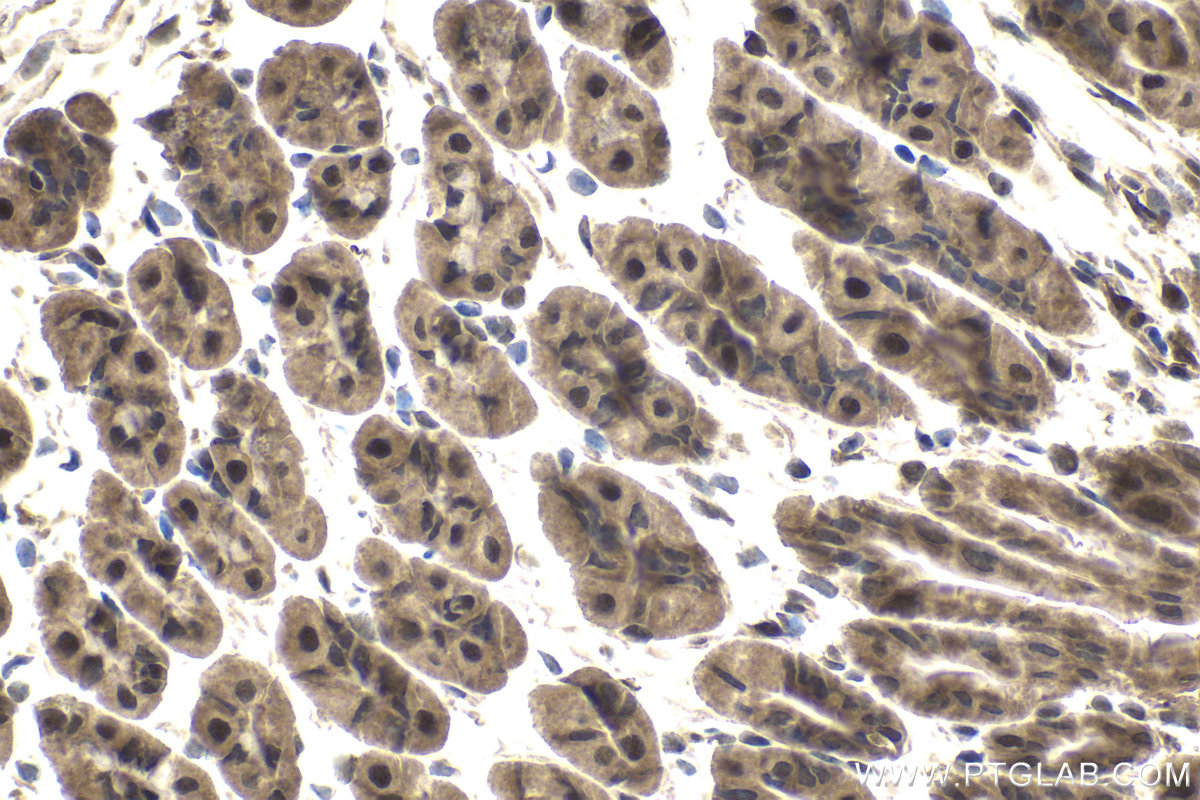 Immunohistochemical analysis of paraffin-embedded mouse stomach tissue slide using KHC1840 (TNIP2 IHC Kit).