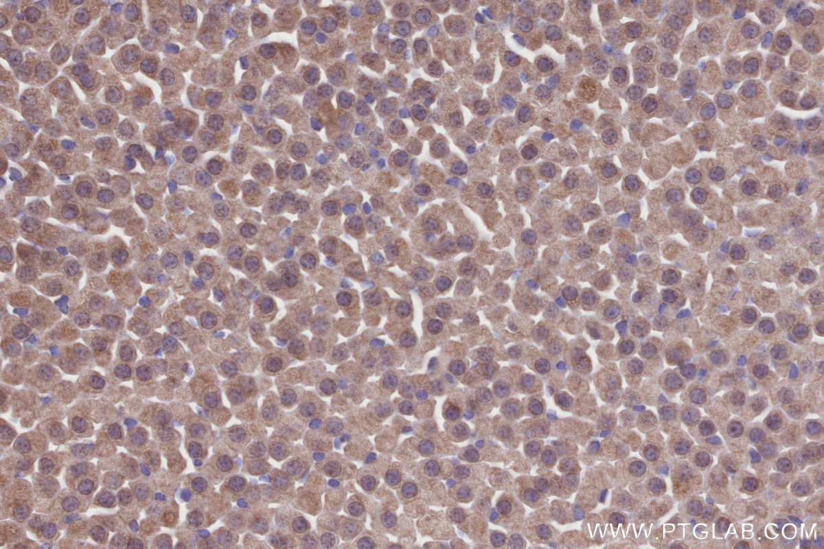 Immunohistochemical analysis of paraffin-embedded mouse adrenal gland tissue slide using KHC2697 (TOR1AIP2 IHC Kit).