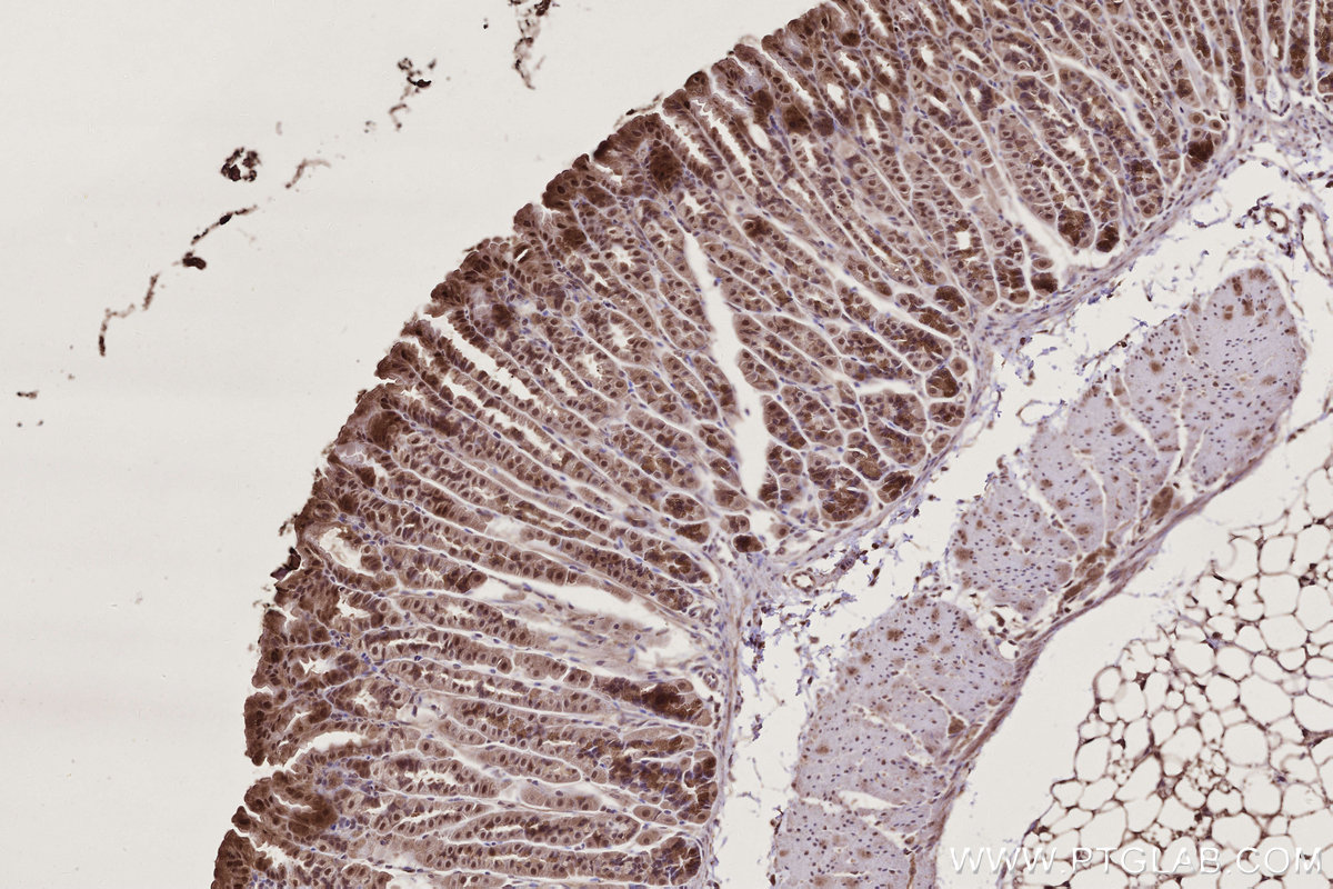 Immunohistochemical analysis of paraffin-embedded mouse stomach tissue slide using KHC2775 (TP53INP1 IHC Kit).