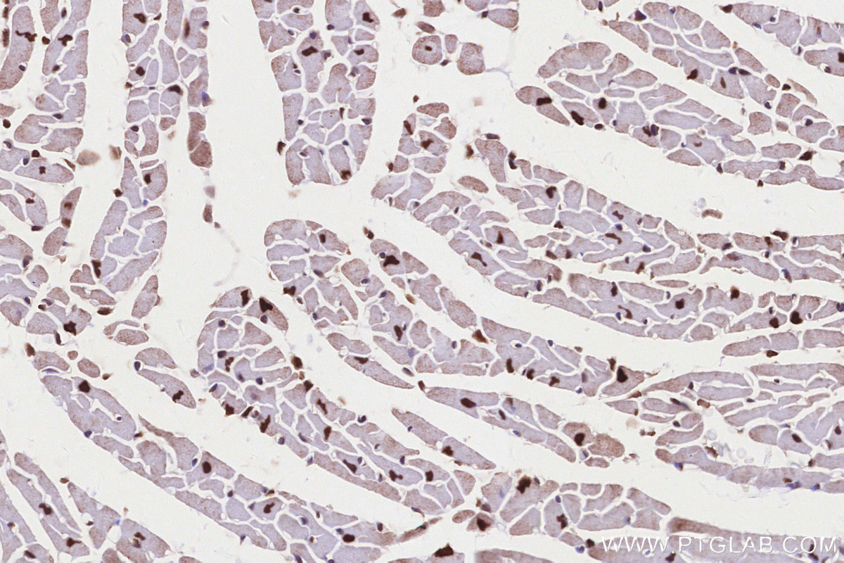 Immunohistochemical analysis of paraffin-embedded mouse heart tissue slide using KHC2832 (TP53RK IHC Kit).