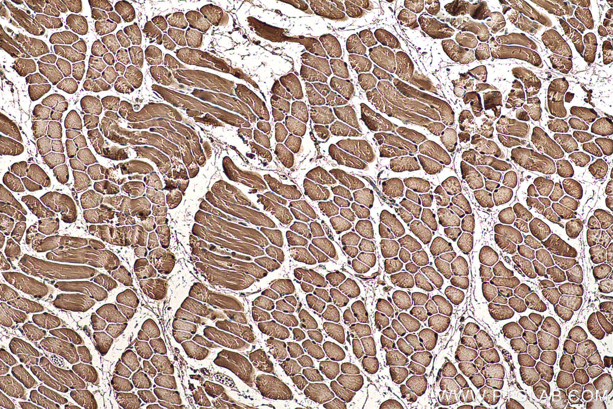 Immunohistochemical analysis of paraffin-embedded mouse skeletal muscle tissue slide using KHC0511 (TPI1 IHC Kit).