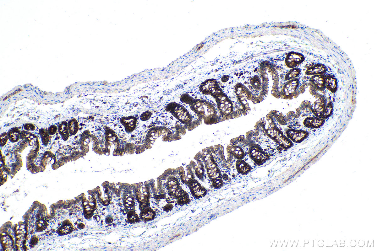 Immunohistochemical analysis of paraffin-embedded rat colon tissue slide using KHC0874 (TPT1 IHC Kit).