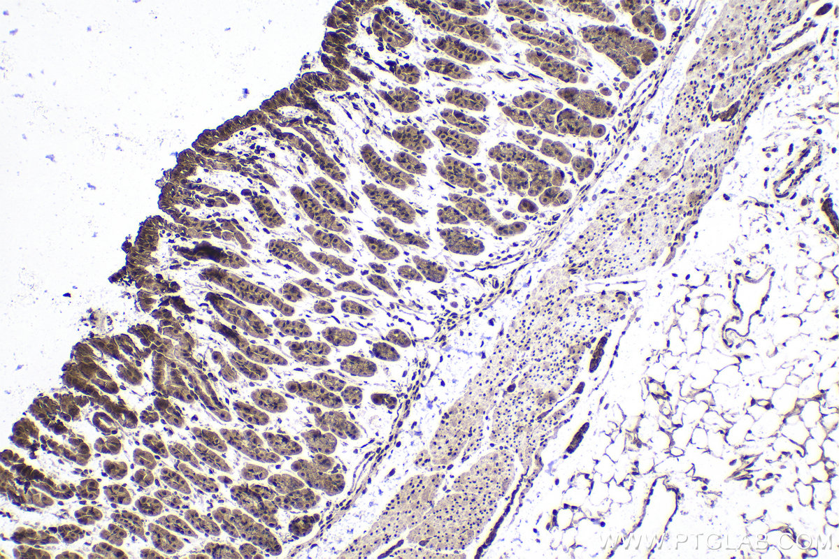 Immunohistochemical analysis of paraffin-embedded mouse stomach tissue slide using KHC1755 (TRADD IHC Kit).