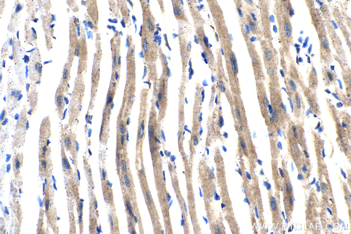 Immunohistochemical analysis of paraffin-embedded mouse heart tissue slide using KHC2092 (TRIAP1 IHC Kit).