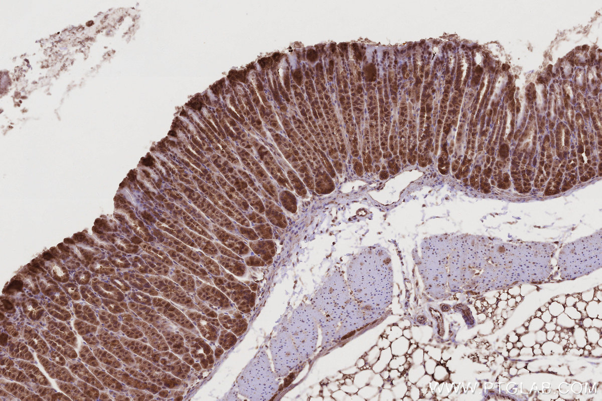 Immunohistochemical analysis of paraffin-embedded mouse stomach tissue slide using KHC2790 (TRIM11 IHC Kit).