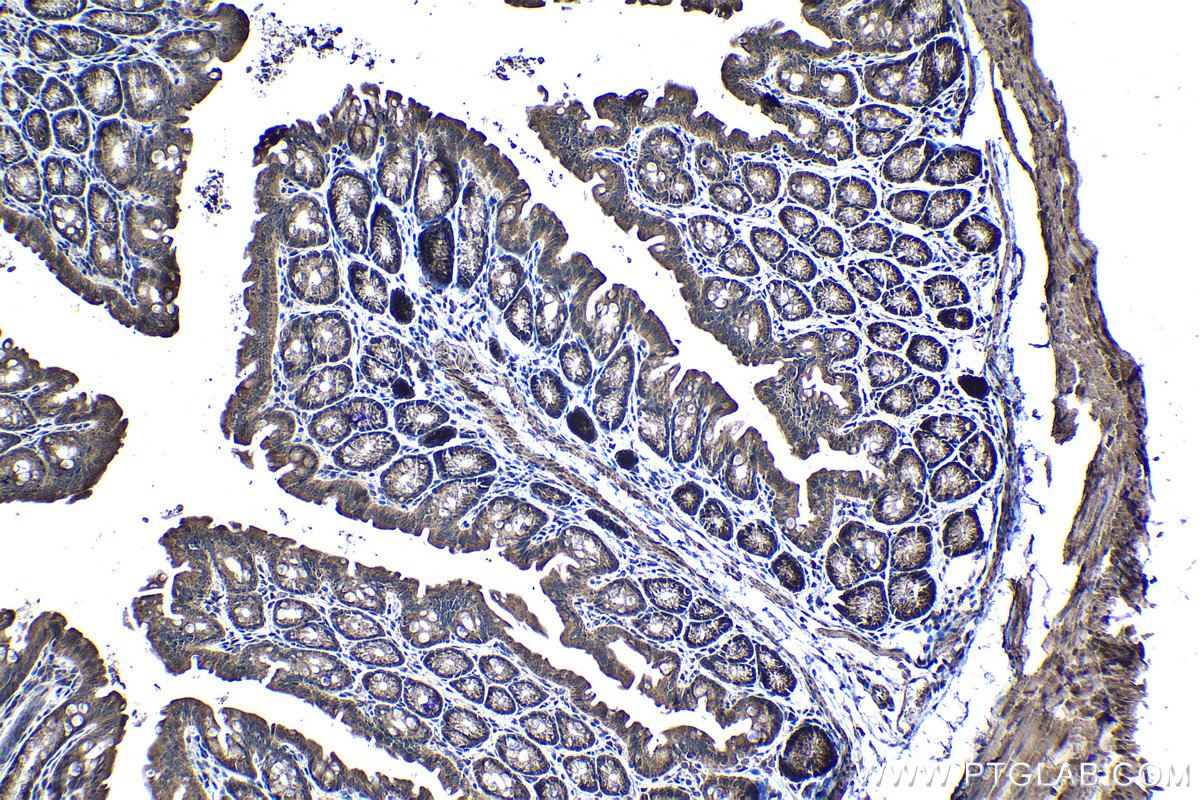 Immunohistochemical analysis of paraffin-embedded mouse colon tissue slide using KHC1216 (TRIM26 IHC Kit).