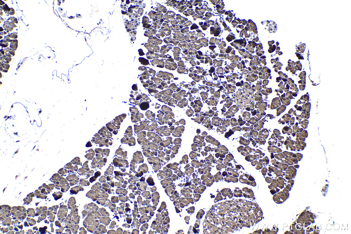 Immunohistochemical analysis of paraffin-embedded mouse pancreas tissue slide using KHC1216 (TRIM26 IHC Kit).