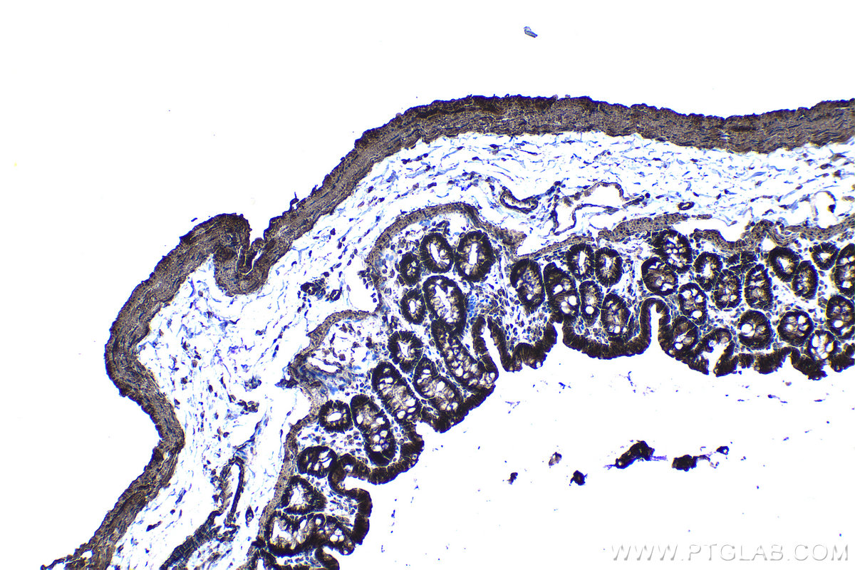 Immunohistochemical analysis of paraffin-embedded rat colon tissue slide using KHC1216 (TRIM26 IHC Kit).