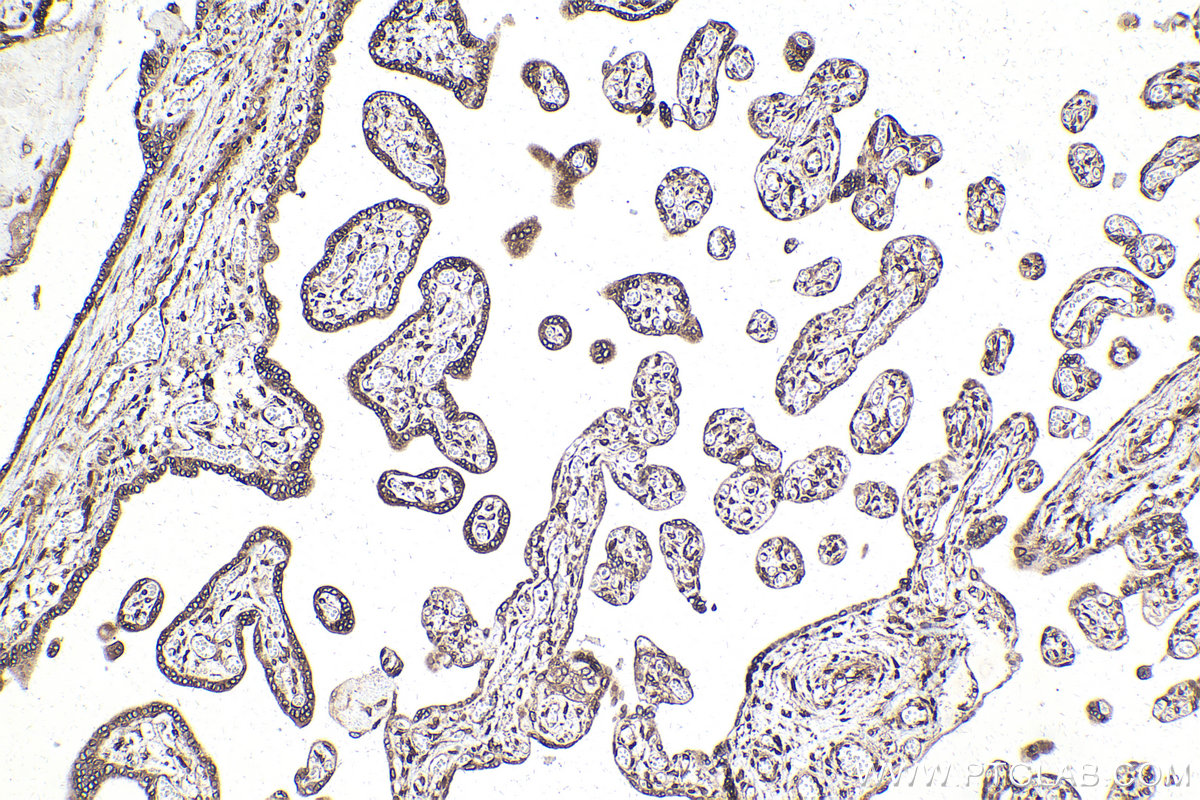 Immunohistochemical analysis of paraffin-embedded human placenta tissue slide using KHC2125 (TRIO IHC Kit).