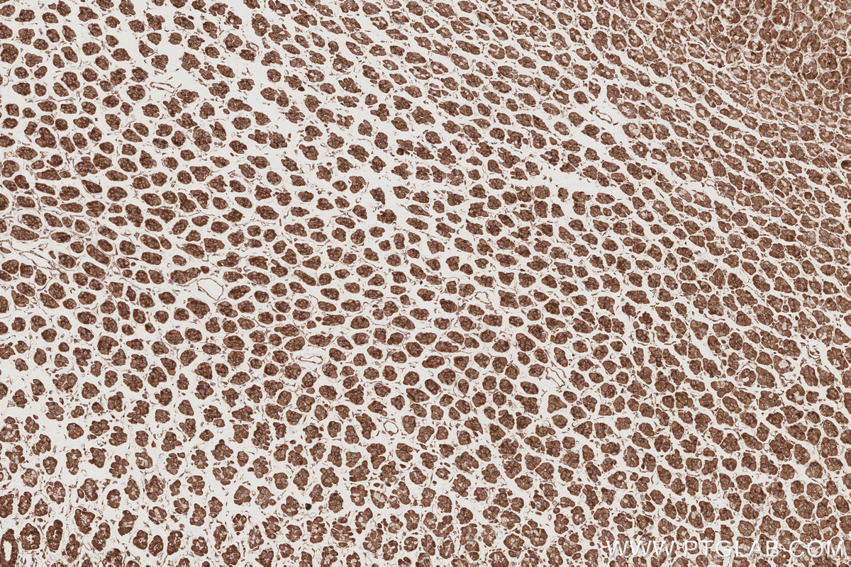 Immunohistochemical analysis of paraffin-embedded rat stomach tissue slide using KHC2904 (TRIOBP IHC Kit).