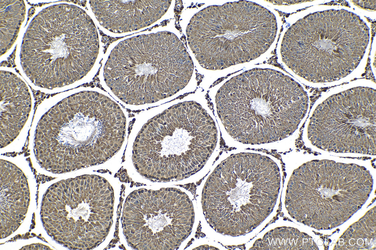 Immunohistochemical analysis of paraffin-embedded rat testis tissue slide using KHC1341 (TSC22D1 IHC Kit).