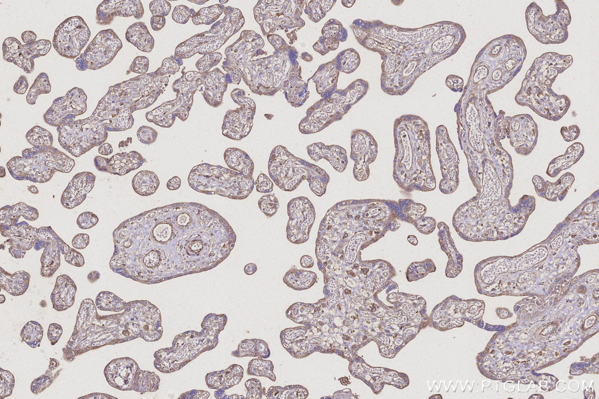 Immunohistochemical analysis of paraffin-embedded human placenta tissue slide using KHC3107 (TTL IHC Kit). Immunohistochemical analysis of paraffin-embedded human placenta tissue slide using KHC3107 (TTL IHC Kit).