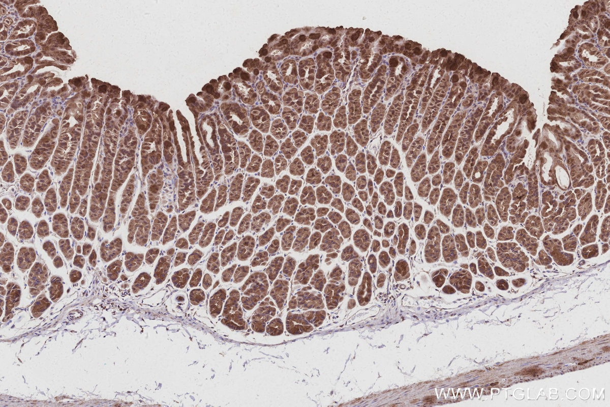 Immunohistochemical analysis of paraffin-embedded mouse stomach tissue slide using KHC3018 (TUBD1 IHC Kit). Immunohistochemical analysis of paraffin-embedded mouse stomach tissue slide using KHC3018 (TUBD1 IHC Kit).