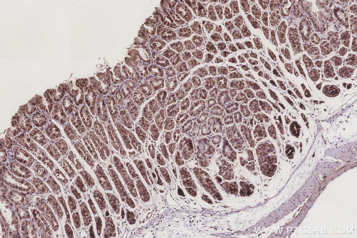 Immunohistochemical analysis of paraffin-embedded mouse stomach tissue slide using KHC3251 (TUSC3 IHC Kit).