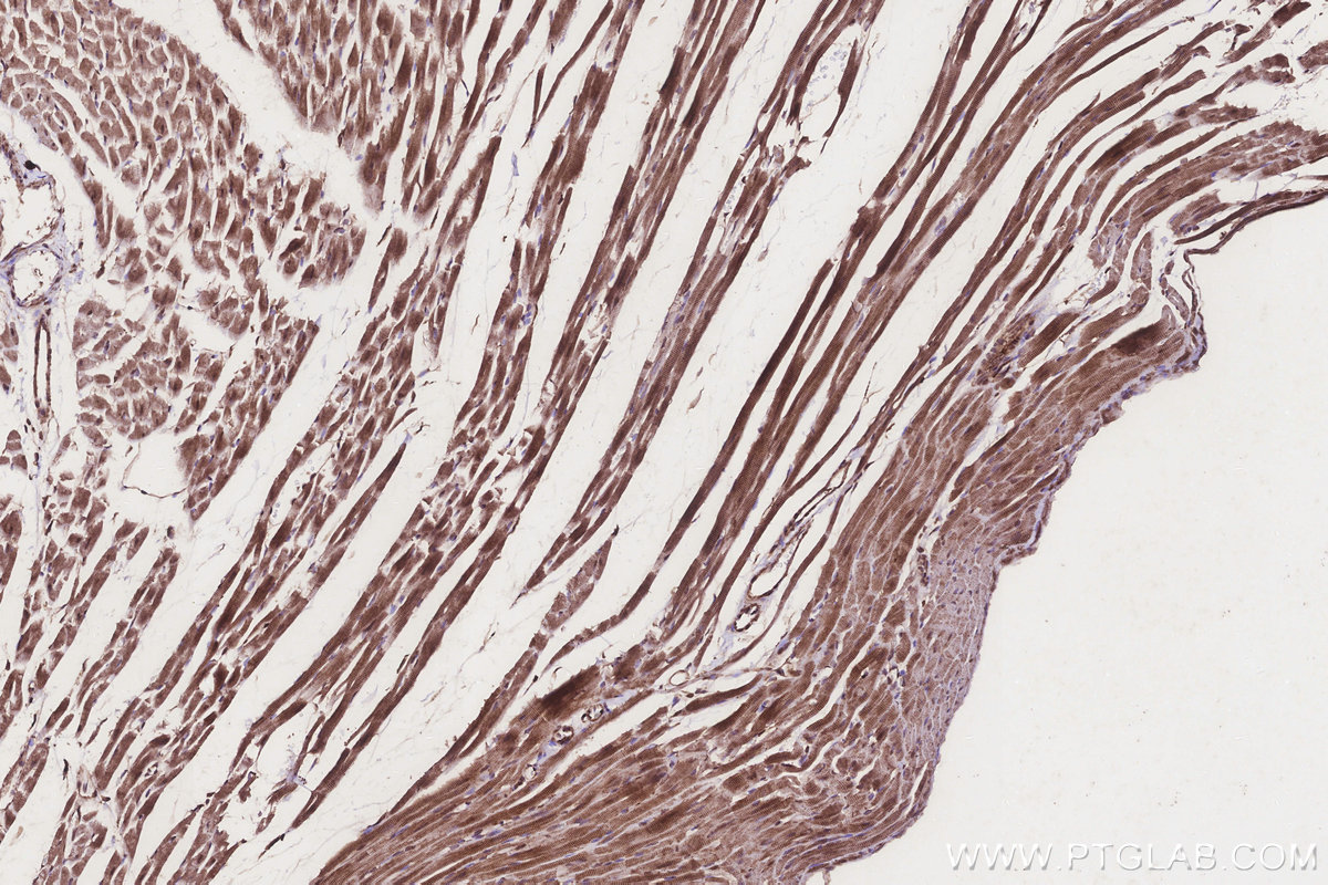 Immunohistochemical analysis of paraffin-embedded rat heart tissue slide using KHC3251 (TUSC3 IHC Kit).