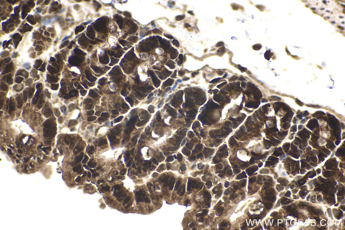 Immunohistochemical analysis of paraffin-embedded mouse small intestine tissue slide using KHC1595 (TXK IHC Kit).