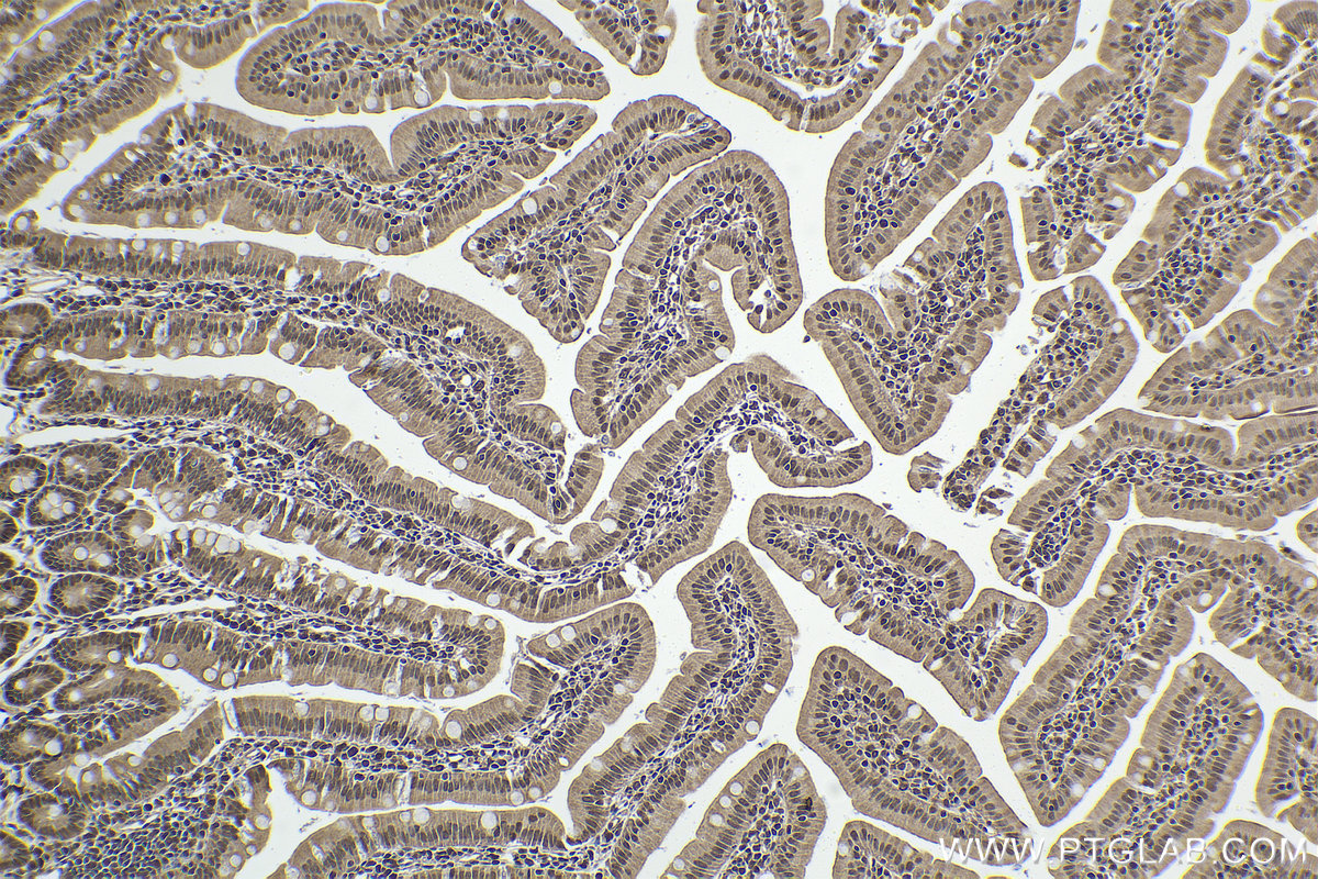 Immunohistochemical analysis of paraffin-embedded rat small intestine tissue slide using KHC1595 (TXK IHC Kit).