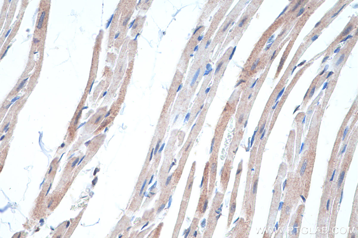 Immunohistochemical analysis of paraffin-embedded rat heart tissue slide using KHC0313 (Titin IHC Kit).