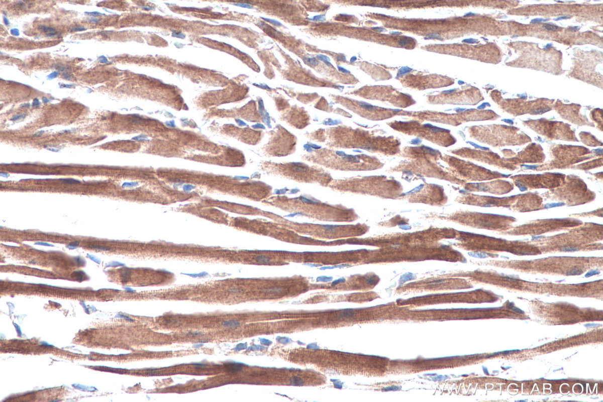 Immunohistochemical analysis of paraffin-embedded mouse heart tissue slide using KHC0313 (Titin IHC Kit).