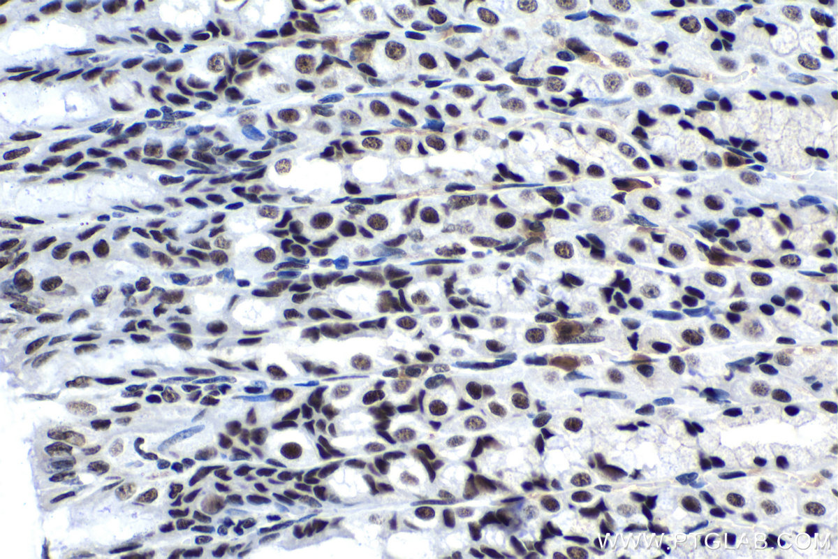 Immunohistochemical analysis of paraffin-embedded rat stomach tissue slide using KHC1566 (U2AF2 IHC Kit).