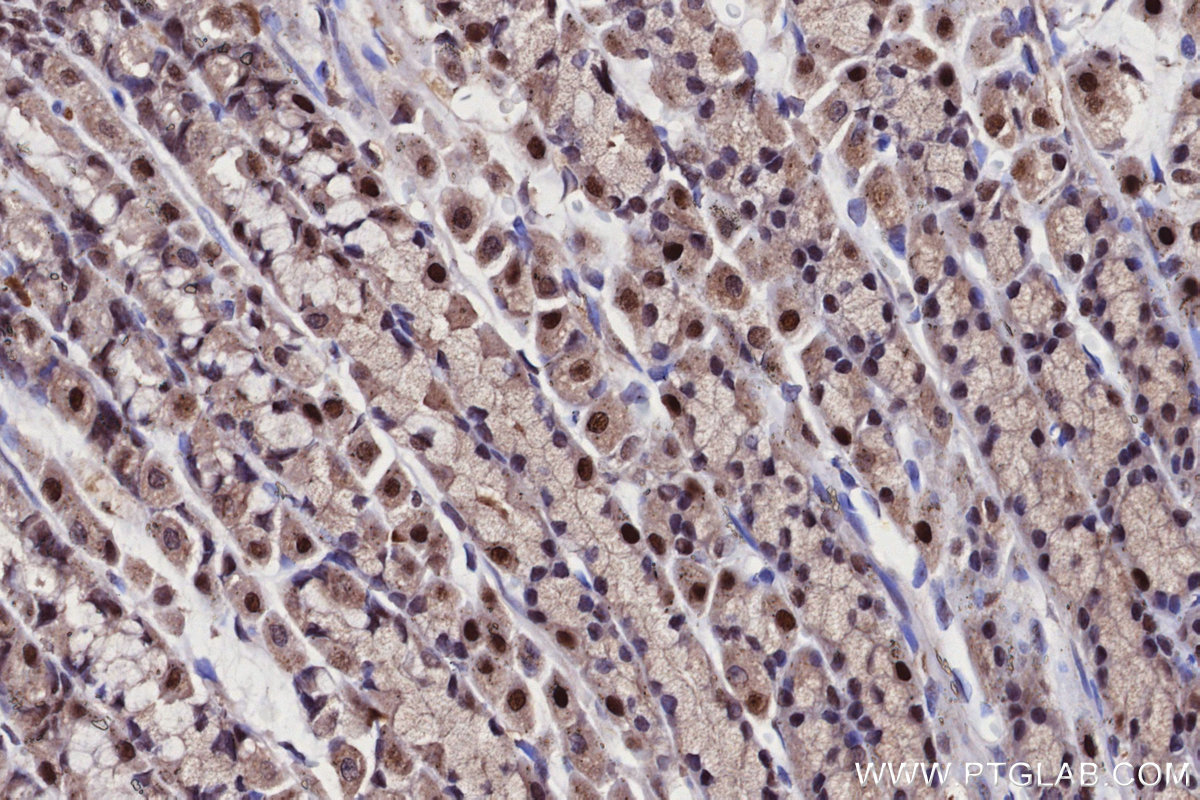Immunohistochemical analysis of paraffin-embedded rat stomach tissue slide using KHC2708 (UBA3 IHC Kit).