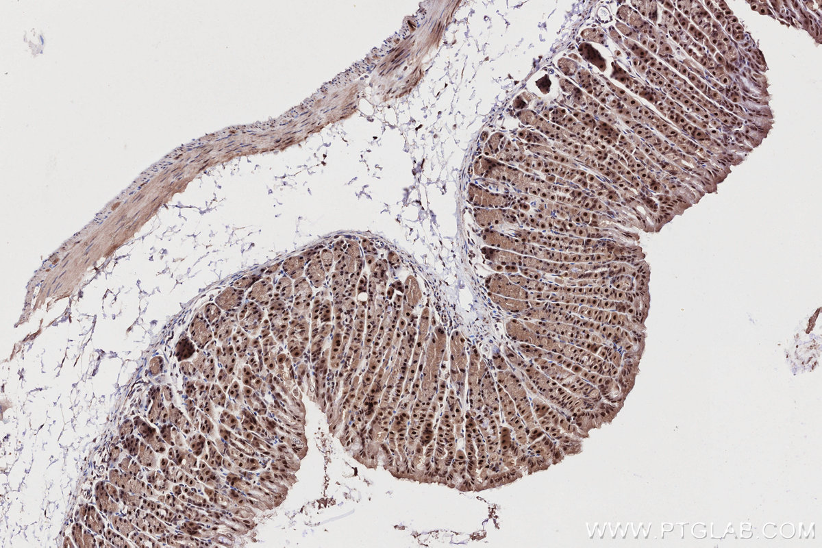 Immunohistochemical analysis of paraffin-embedded mouse stomach tissue slide using KHC2708 (UBA3 IHC Kit).