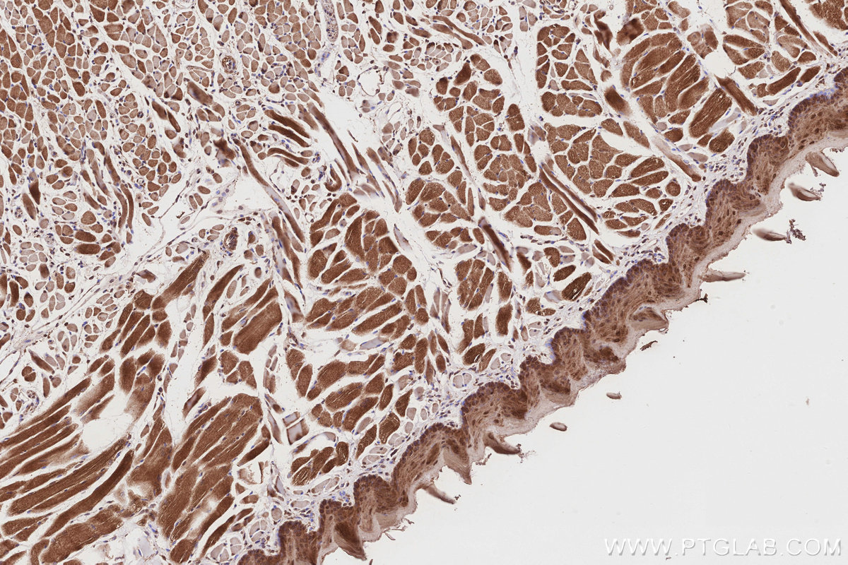 Immunohistochemical analysis of paraffin-embedded mouse tongue tissue slide using KHC2862 (UBAC1 IHC Kit).