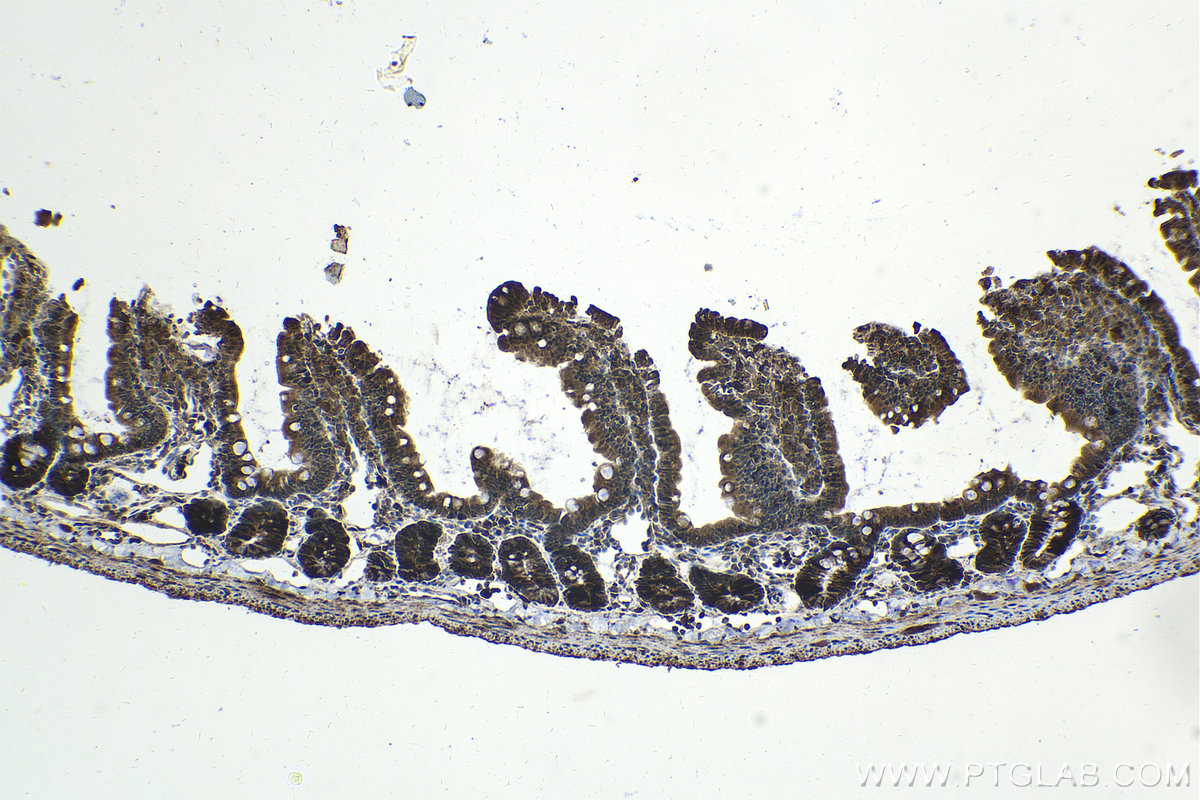 Immunohistochemical analysis of paraffin-embedded rat small intestine tissue slide using KHC2052 (UBE2C IHC Kit).