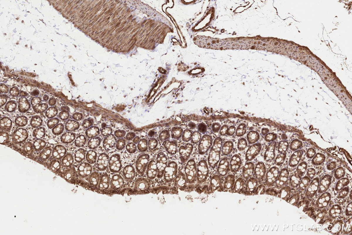 Immunohistochemical analysis of paraffin-embedded rat colon tissue slide using KHC3235 (UBE2M/UBC12 IHC Kit).