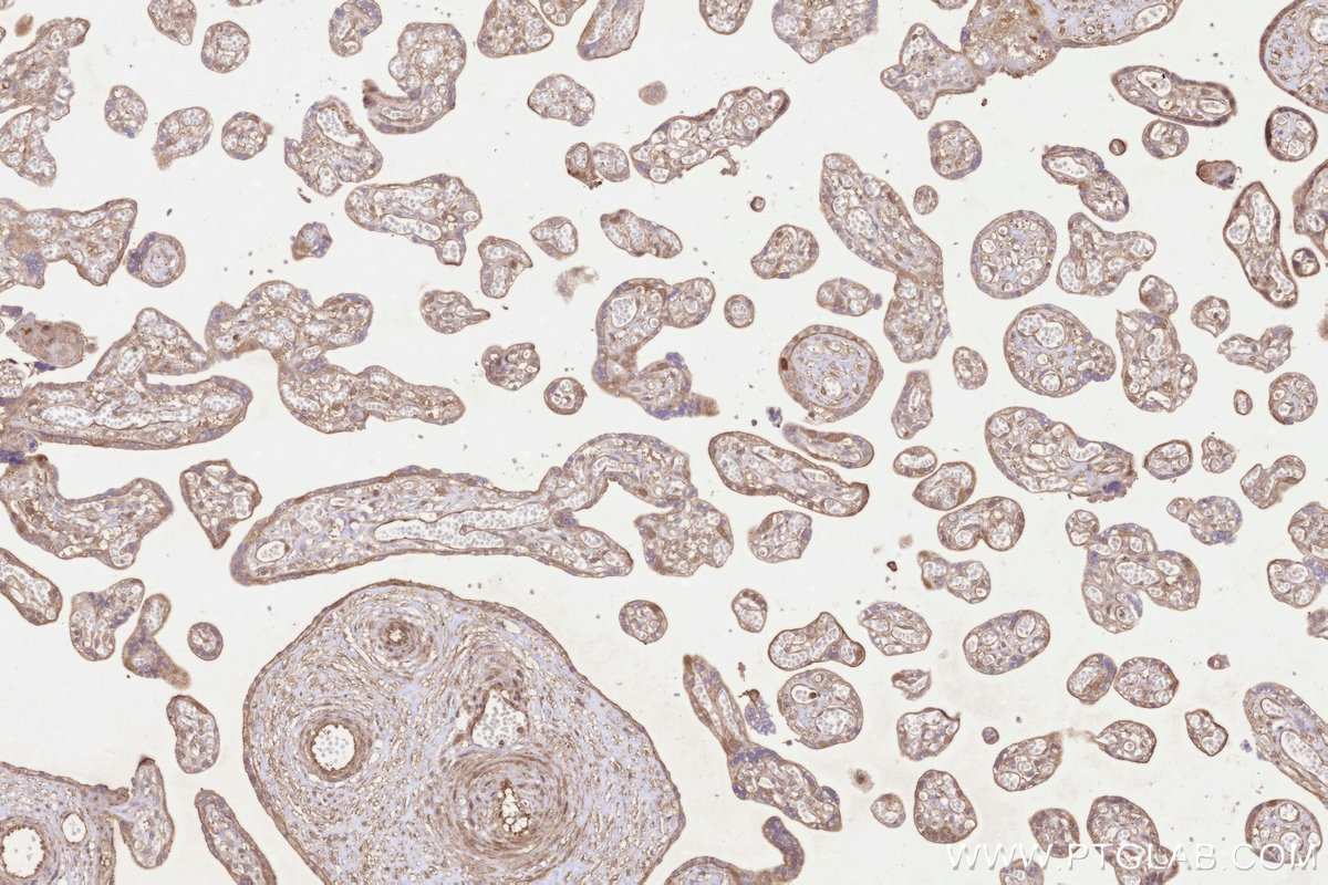 Immunohistochemical analysis of paraffin-embedded human placenta tissue slide using KHC3235 (UBE2M/UBC12 IHC Kit).